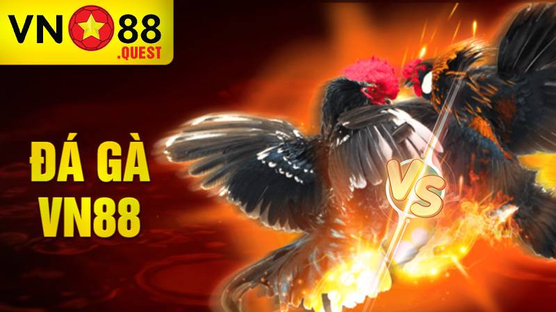 Đá gà VN88: Sân chơi cá cược đá gà trực tuyến uy tín 8 Đá gà VN88